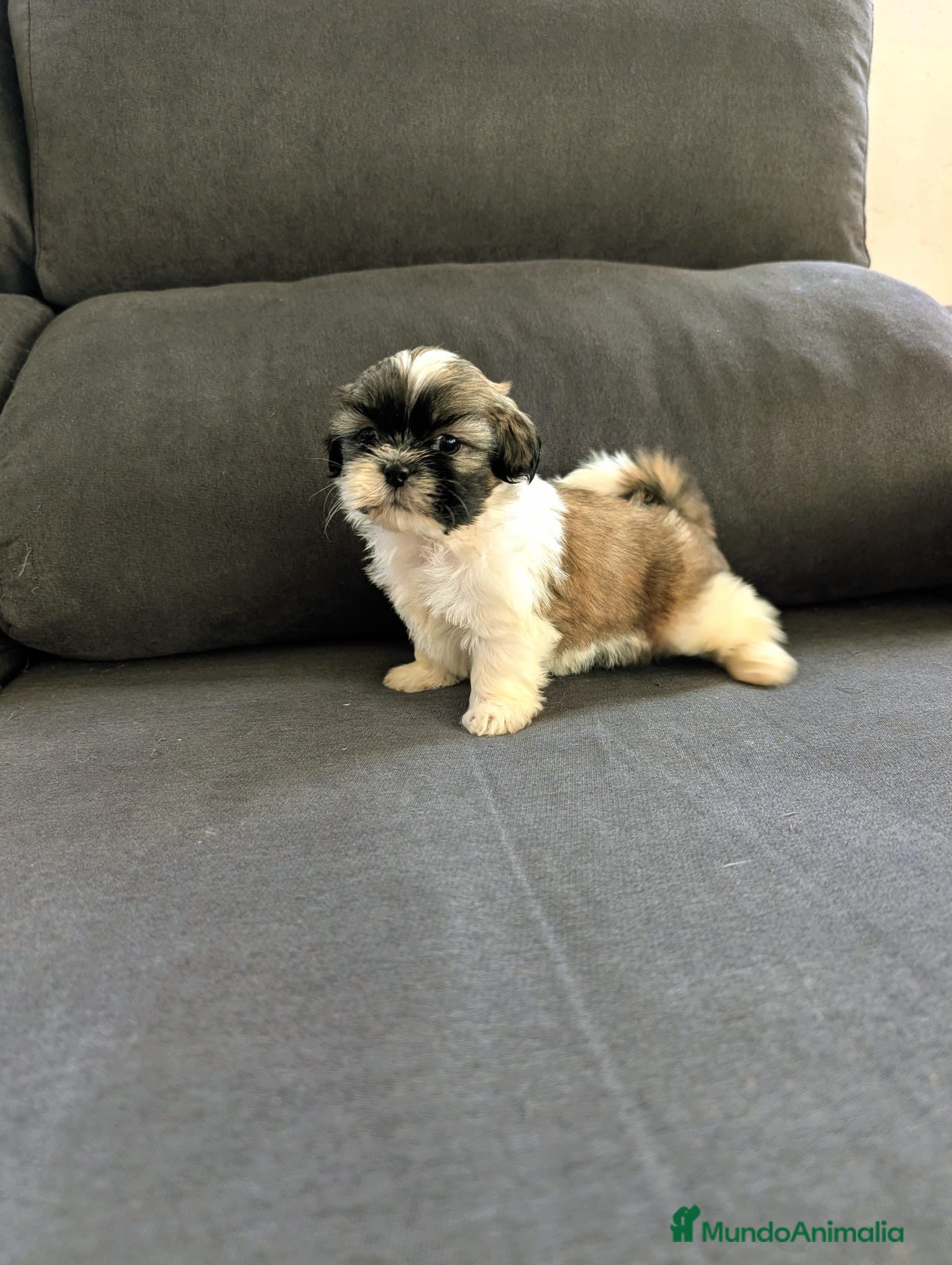 Shih Tzu perros Shith Tzu  - Anuncio 25