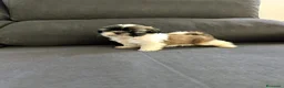 Shih Tzu perros en venta: Shith Tzu  - Anuncio 5