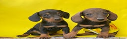 Teckel Miniatura perros en venta: Teckel cachorritos  en Ciudad Real - Anuncio 5
