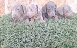 Teckel perros en venta: Teckel Hembra y Macho - Imagen 5