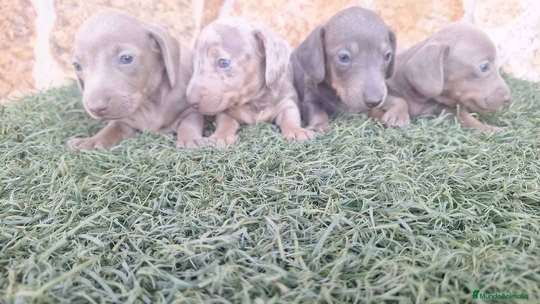 Teckel perros en venta: Teckel Hembra y Macho - Imagen 5