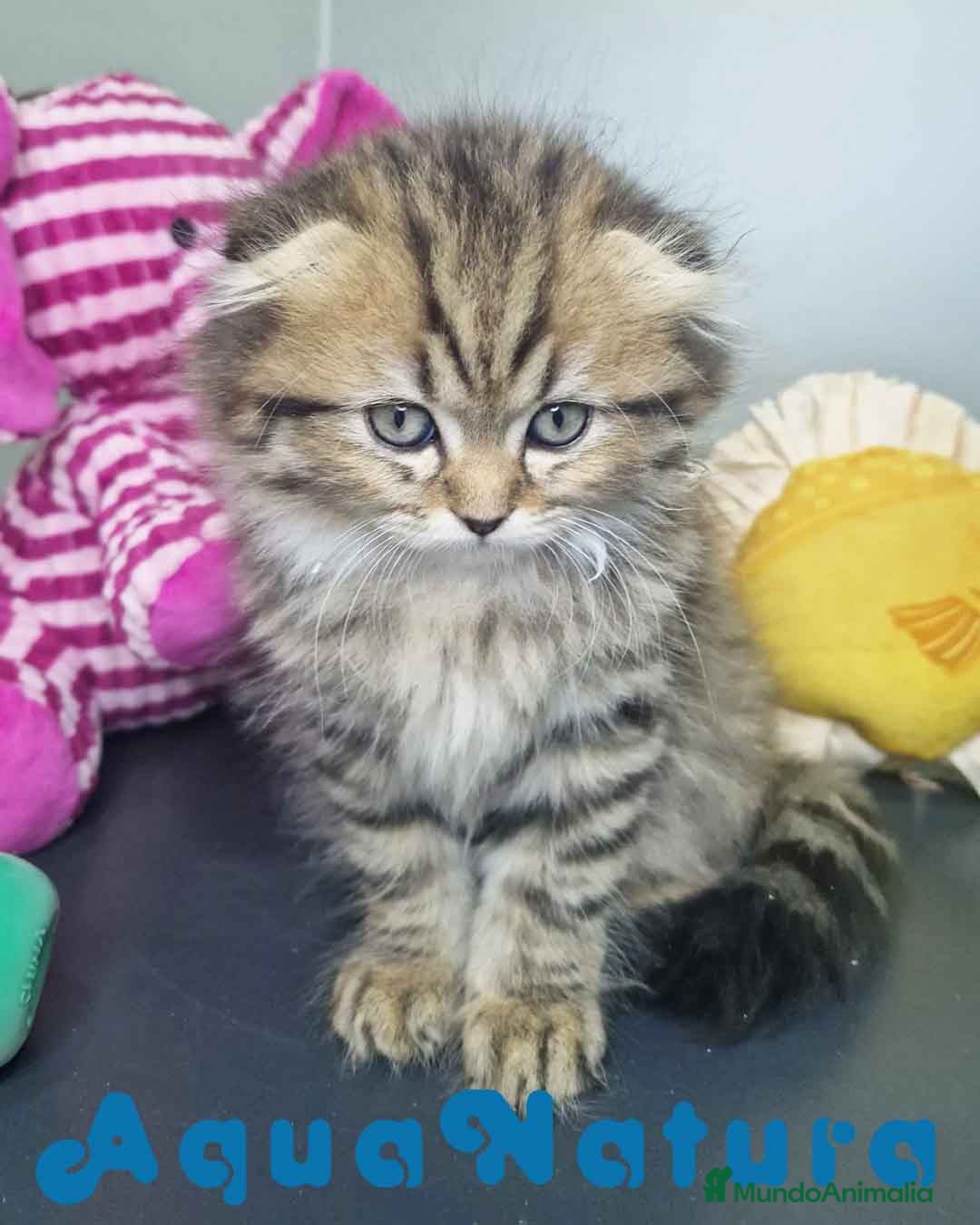 Scottish Fold gatos en venta: Scottish Fold Longhair Macho 7726 AQUANATURA - Imagen 5