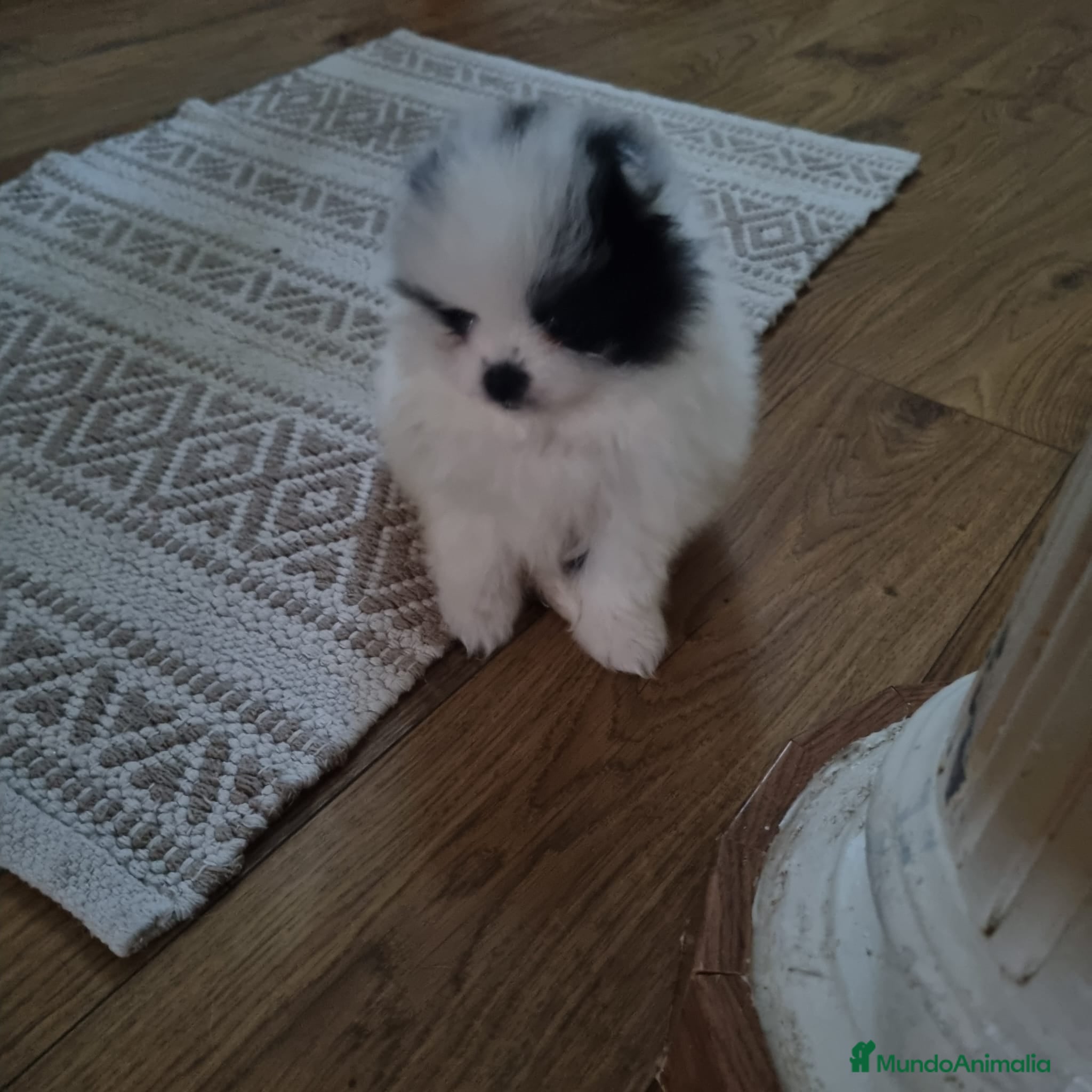 Pomerania perros Pomerania Toy macho  - Anuncio 2