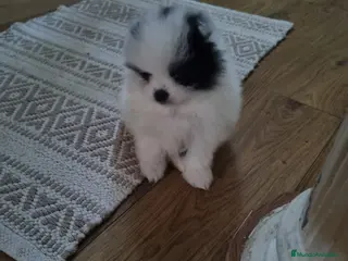 Pomerania perros Pomerania Toy macho - Anuncio 1