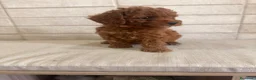 Caniche Toy perros en venta: caniche toy  - Anuncio 2