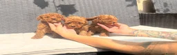 Caniche Toy perros en venta: caniche toy  - Anuncio 2