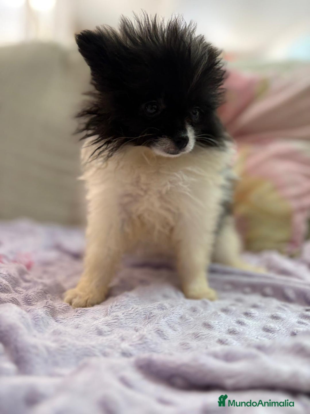 Pomerania perros en venta: LULU POMERANIA MICRO TOY  - Imagen 11