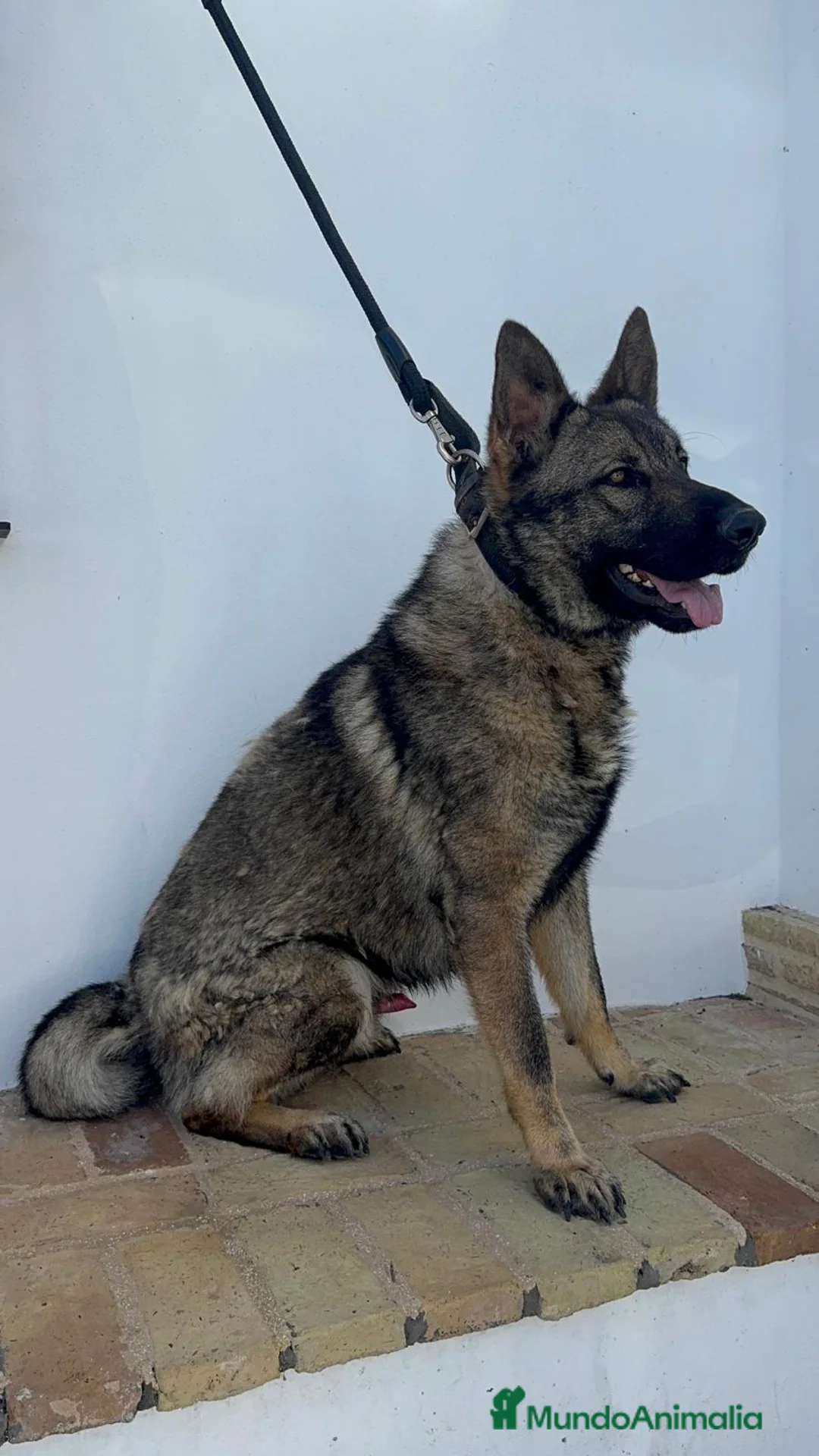 Pastor Alemán perros en venta: PASTOR ALEMAN ADIESTRADO EN DEFENSA PERSONAL - Anuncio 1