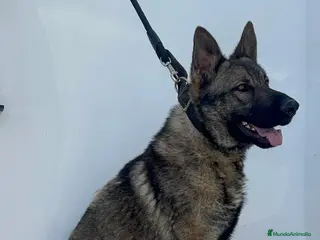 Pastor Alemán perros PASTOR ALEMAN ADIESTRADO EN DEFENSA PERSONAL - Anuncio 1