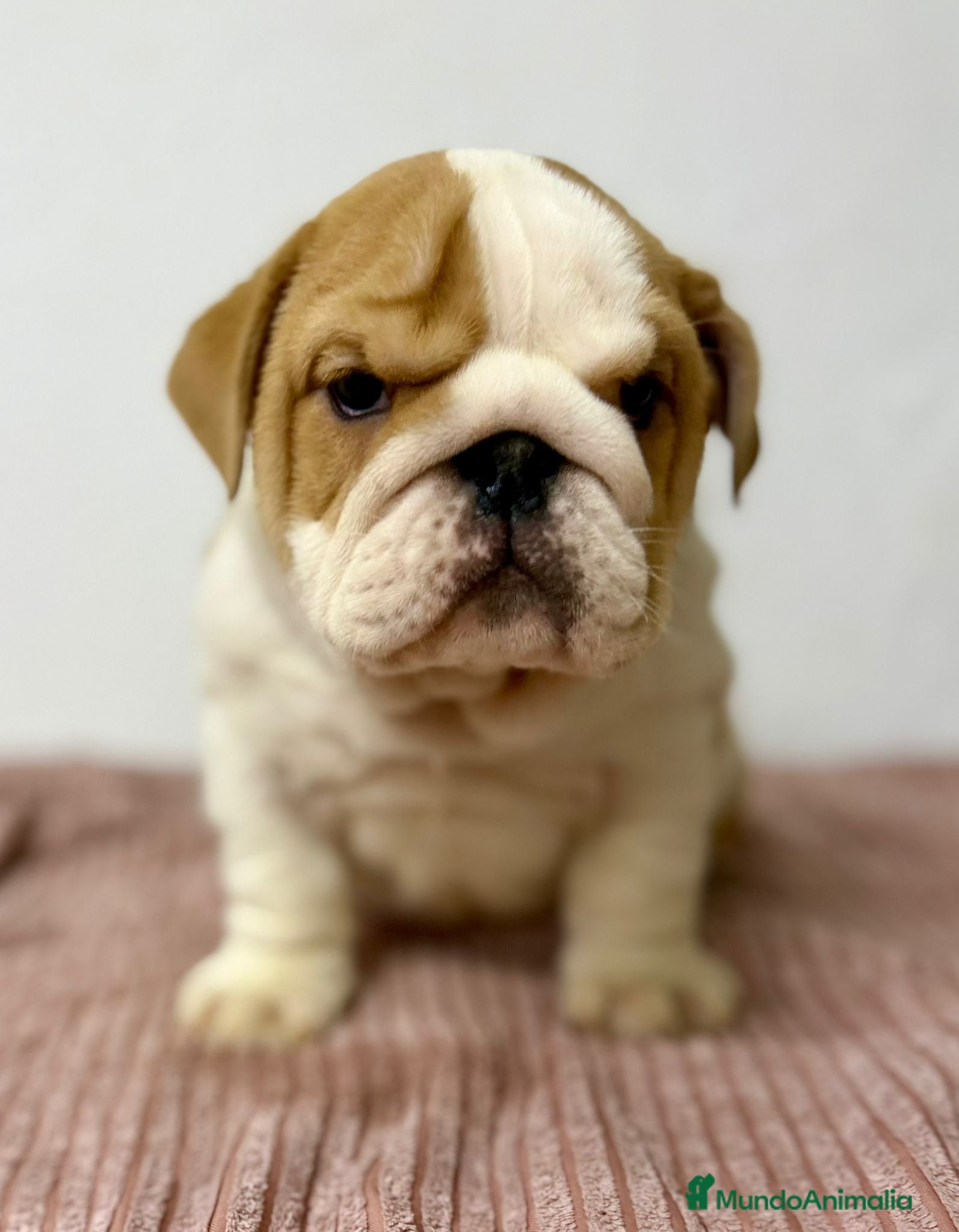 Bulldog Inglés perros BULLDOG INGLÉS  - Anuncio 3
