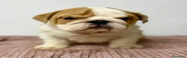 Bulldog Inglés Cachorro 2
