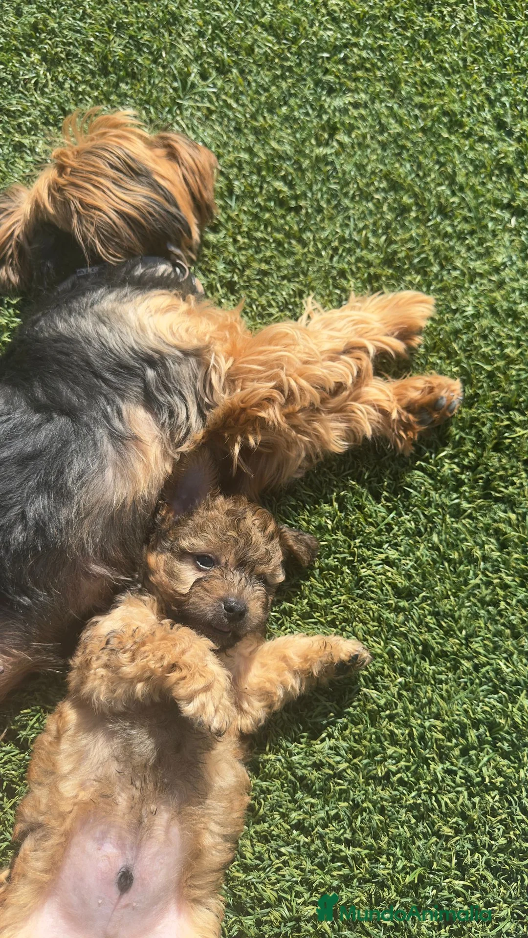 Yorkiepoo perros en venta: Últimos 2 machitos de Yorkiepoo  - Anuncio 2