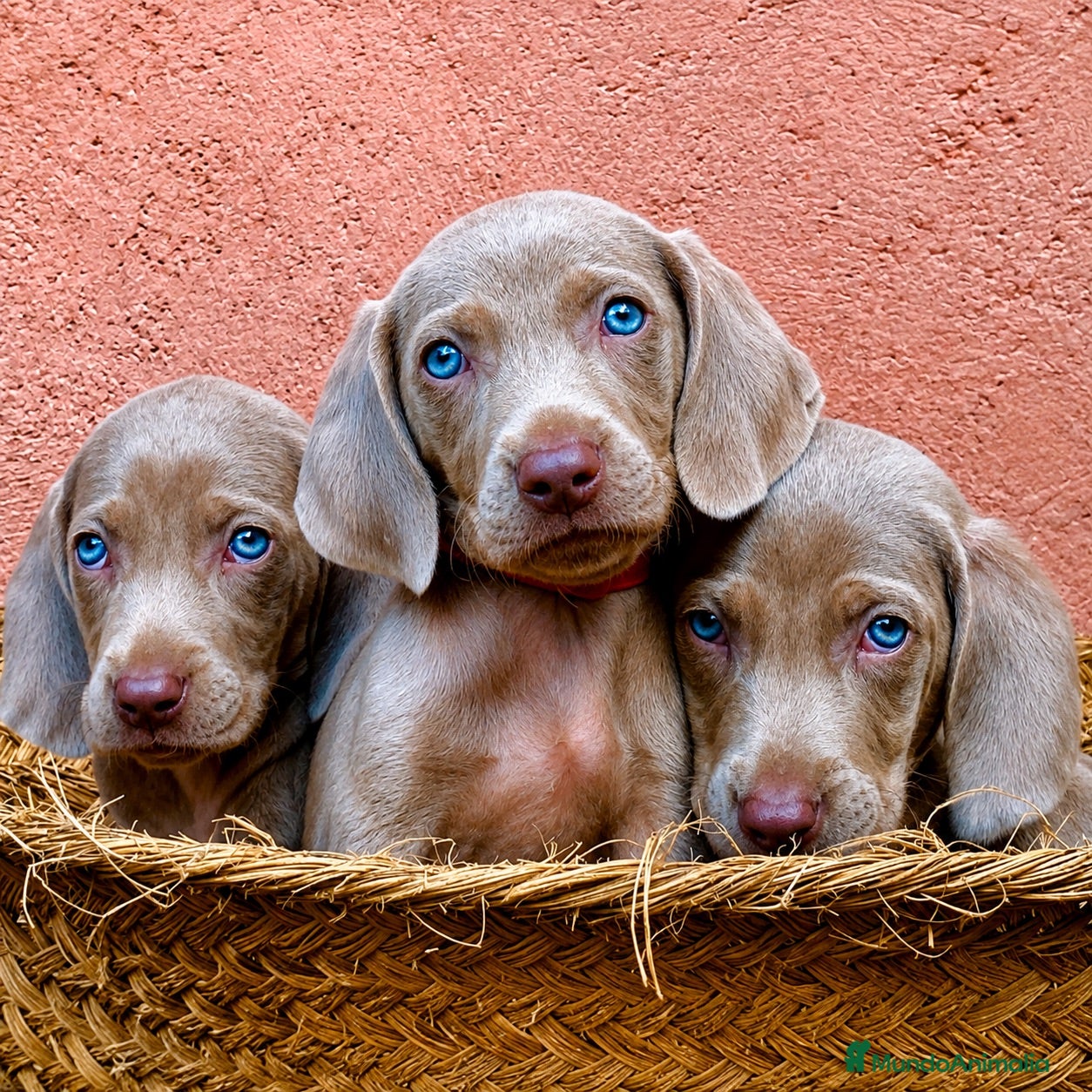 Weimaraner perros Bracos de Weimar magníficos - Anuncio 1