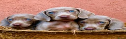 Weimaraner perros en venta: Bracos de Weimar magníficos - Anuncio 1