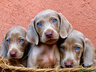 Weimaraner perros Bracos de Weimar magníficos - Anuncio 1