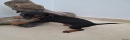 Pinscher Miniatura perros en venta: Mini Pincher - Anuncio 4