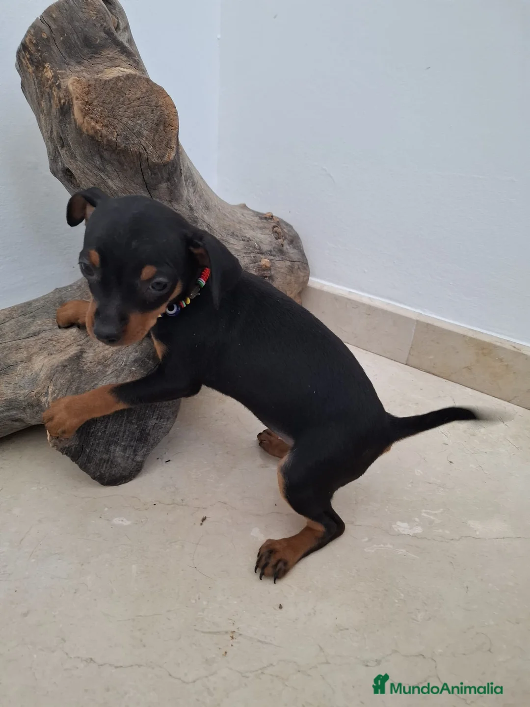 Pinscher Miniatura perros en venta: Mini Pincher - Anuncio 4
