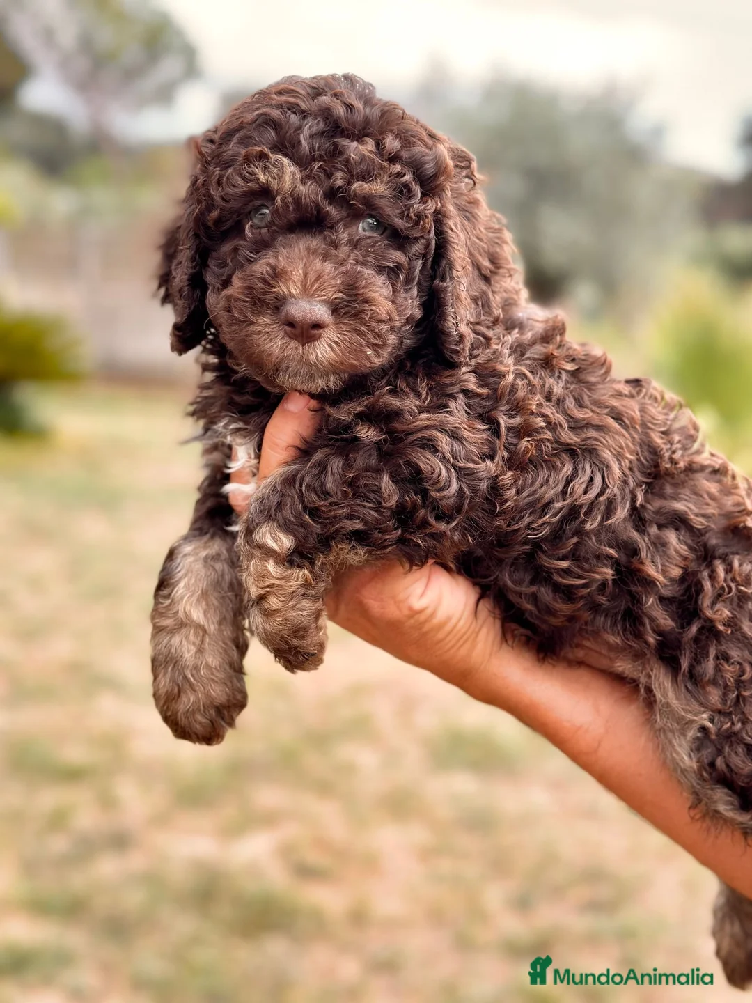 Perro de Agua Español perros en venta: Perro de Agua - Anuncio 1