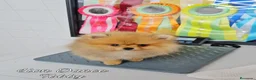 Pomerania perros en venta: Pomeranias calidad excepcional en Málaga - Anuncio 16