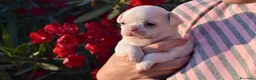 Chihuahua perros en venta: CHIHUAHUAS CACHORROS BLANCOS  en Toledo - Anuncio 2
