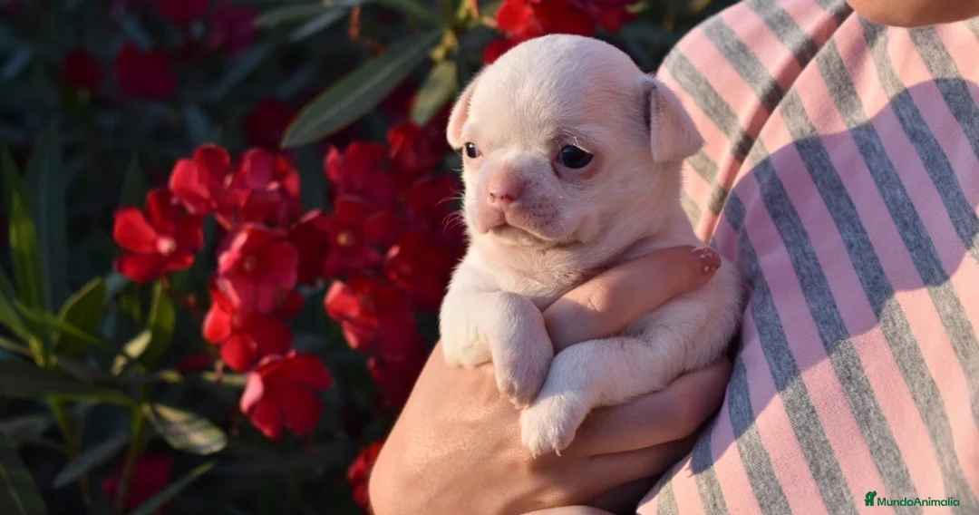 Chihuahua perros en venta: CHIHUAHUAS CACHORROS BLANCOS  en Toledo - Anuncio 2
