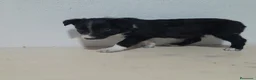 Border Collie perros en venta: BORDE COLLIE - Anuncio 27