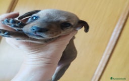 Teckel perros en venta: TECKEL PURA RAZA  - Imagen 6