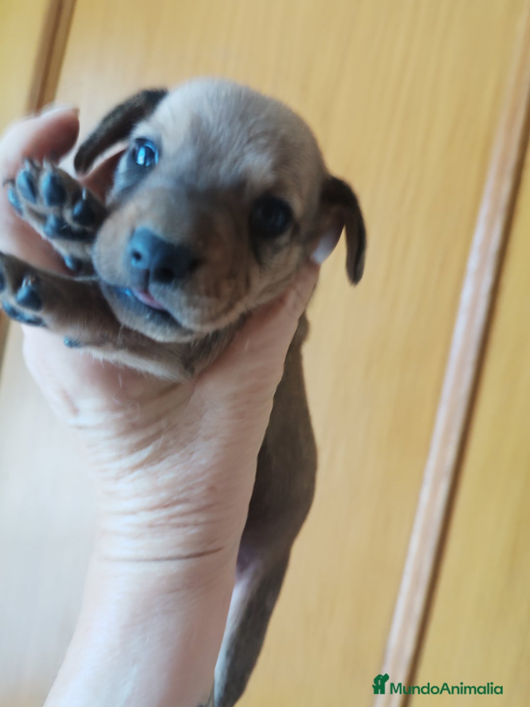 Teckel perros en venta: TECKEL PURA RAZA  - Imagen 6