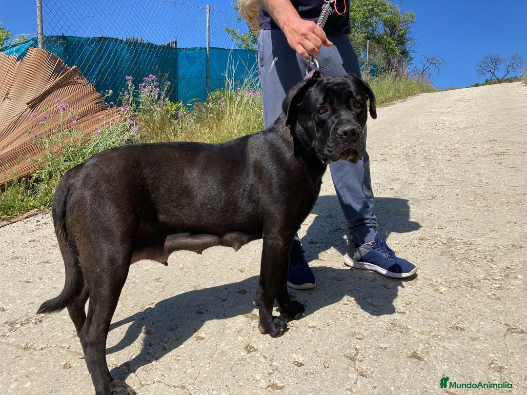 Cane Corso perros en venta: Cane Corso  - Imagen 8