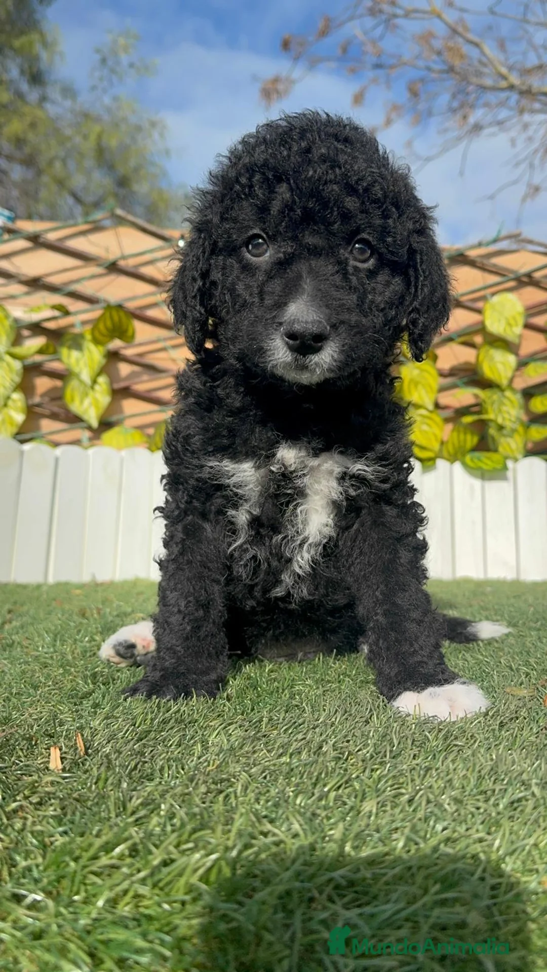 Perro de Agua Español perros en venta: PERRO DE AGUA DISPONIBLE - Anuncio 9