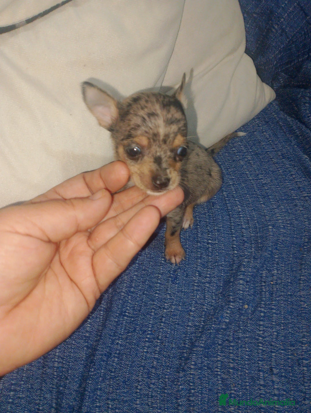 Chihuahua perros en venta: Hembra preciosa de chihuahua cabeza venado  - Imagen 4