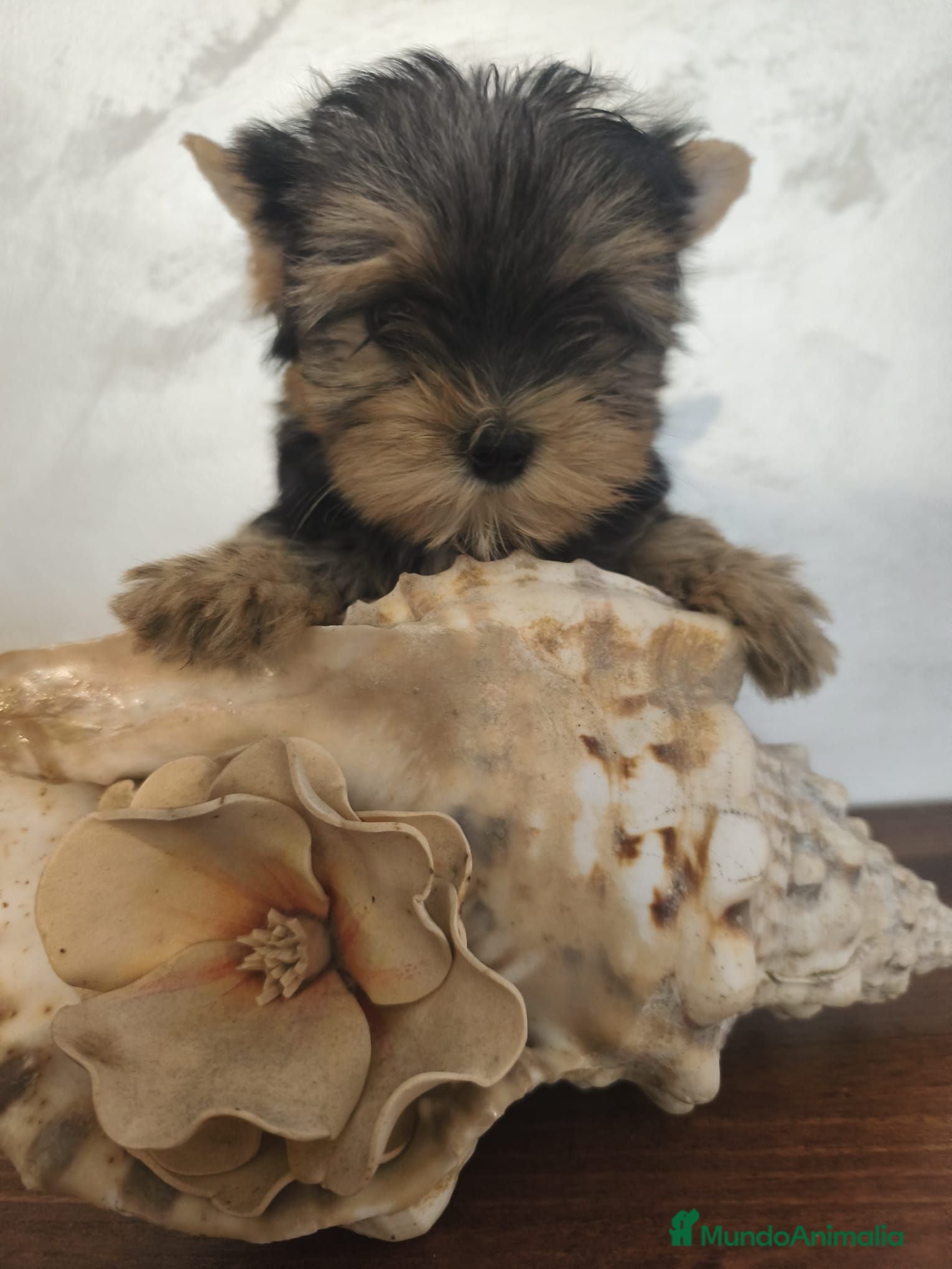 Yorkshire Terrier perros Yorkshire terrier Toy machos preciosos  - Anuncio 1