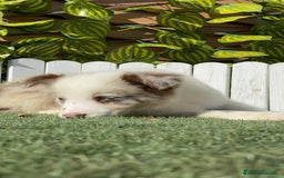 Border Collie perros en venta: BORDER COLLIE - Anuncio 9