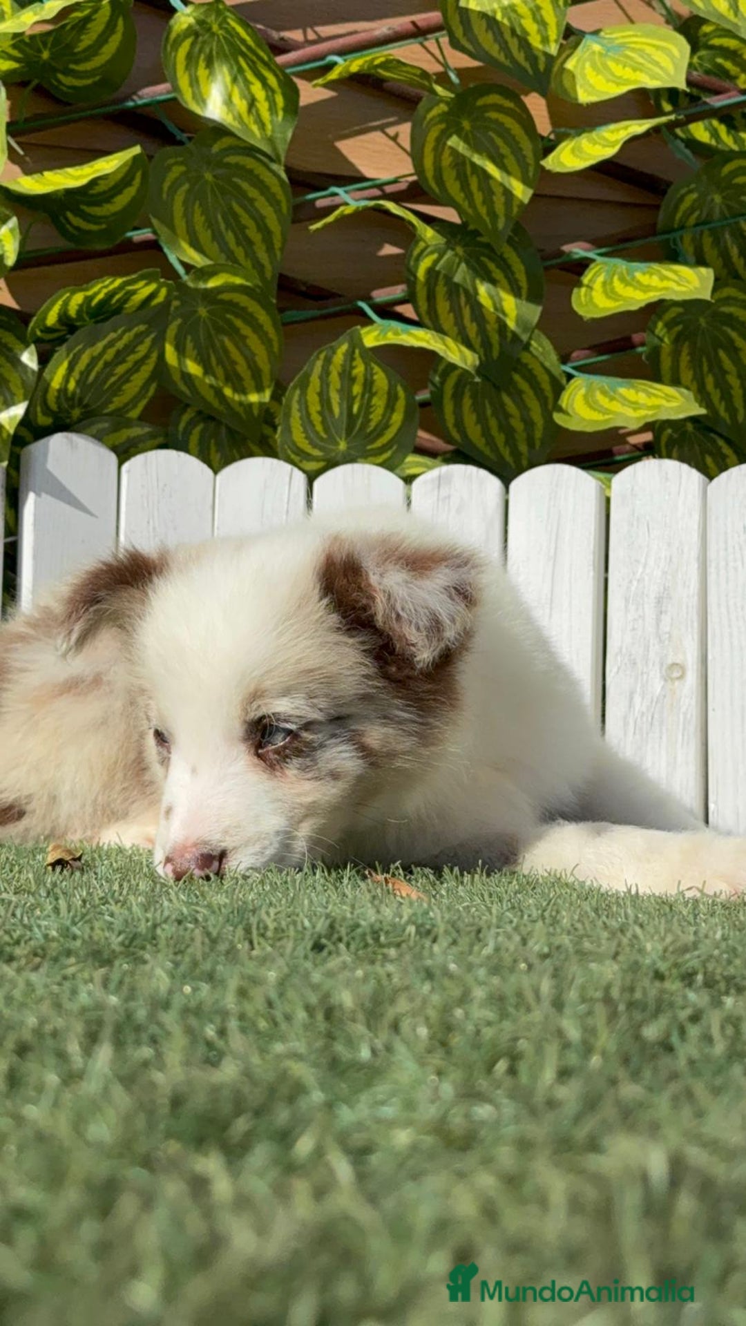 Border Collie perros en venta: BORDER COLLIE - Anuncio 9