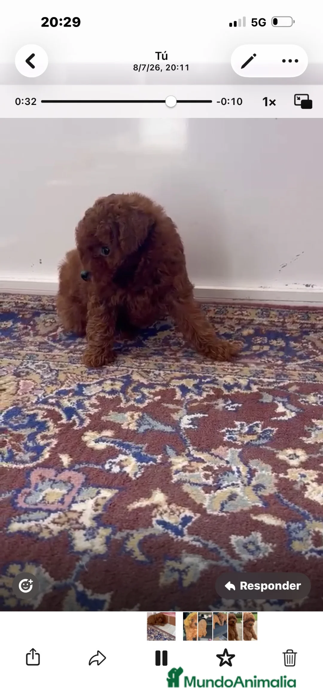 Caniche Toy perros en venta: caniche rojo - Anuncio 1
