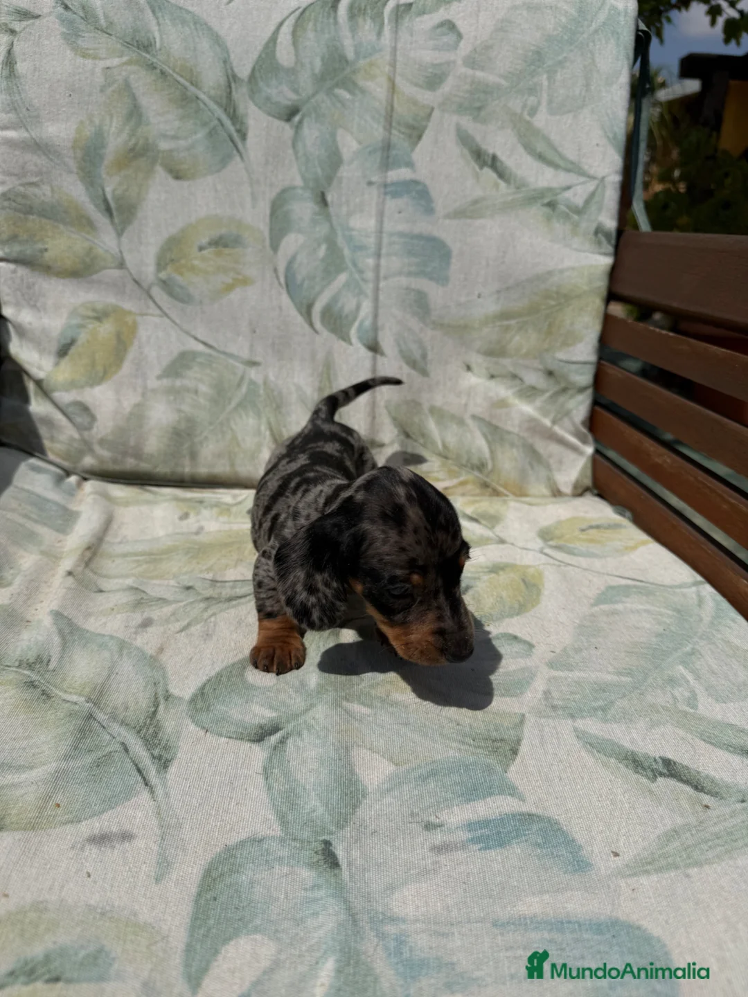 Teckel perros en venta: Teckel kaninchen - Anuncio 2