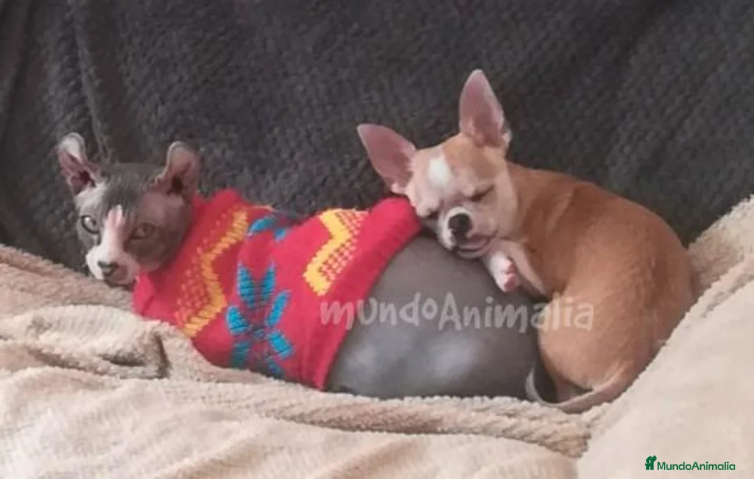 Imagen de galería {{count}}