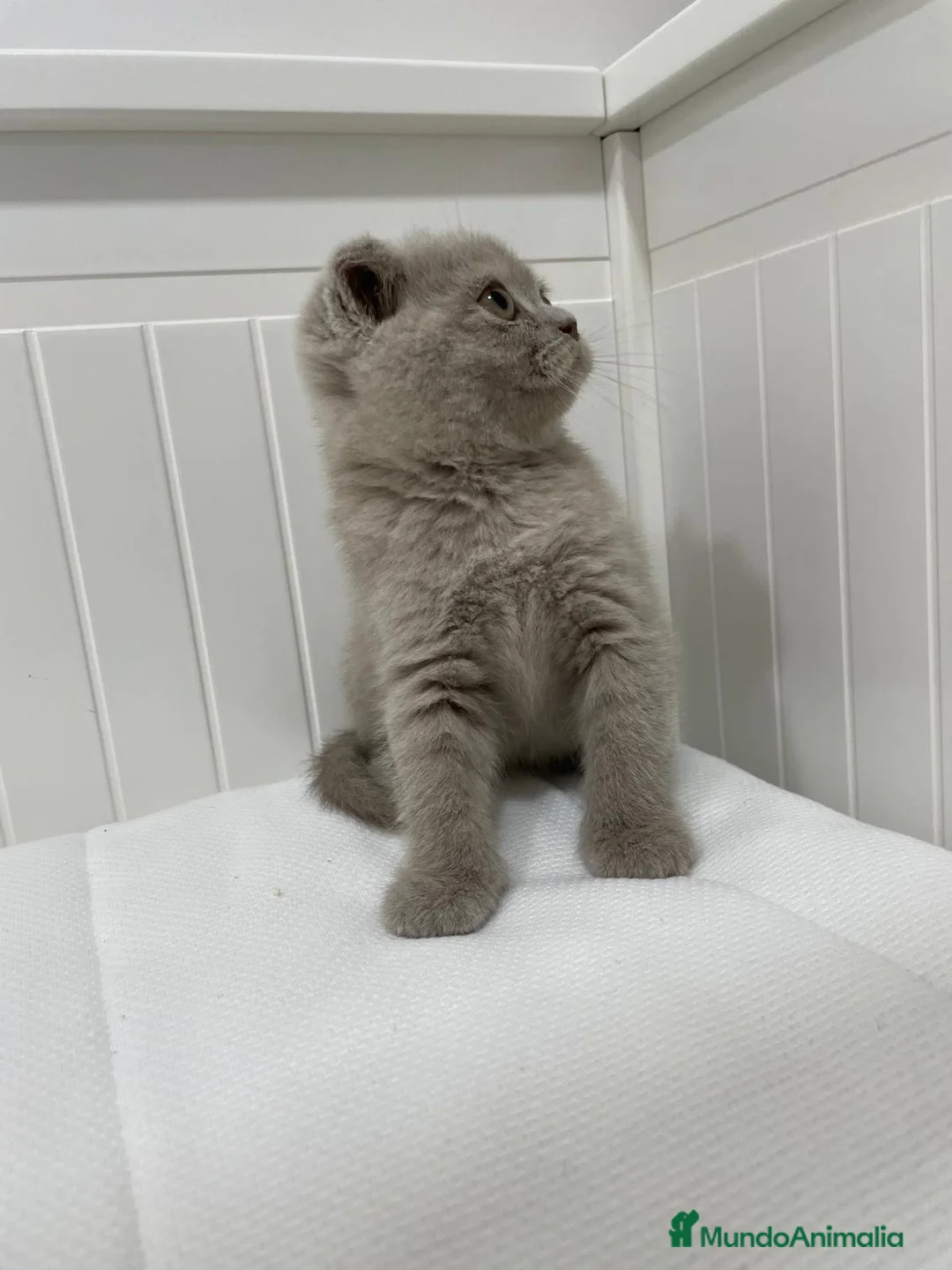 Scottish Fold gatos en venta: camada de scottis fold longhair y shorthair - Anuncio 5