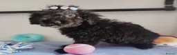 Perro de Agua Español perros en venta: Perro de agua  - Anuncio 5