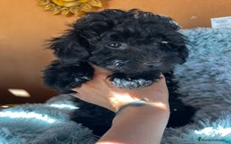 Raza Mixta perros en venta: Caniches toy/enanos  - Imagen 5