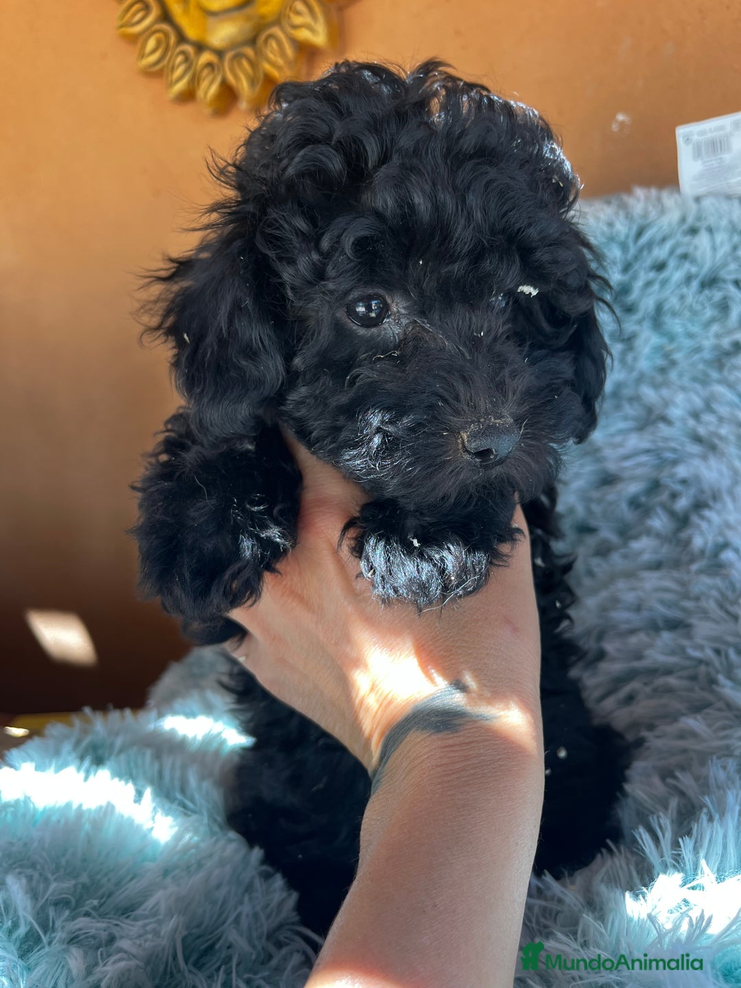 Raza Mixta perros en venta: Caniches toy/enanos  - Imagen 5