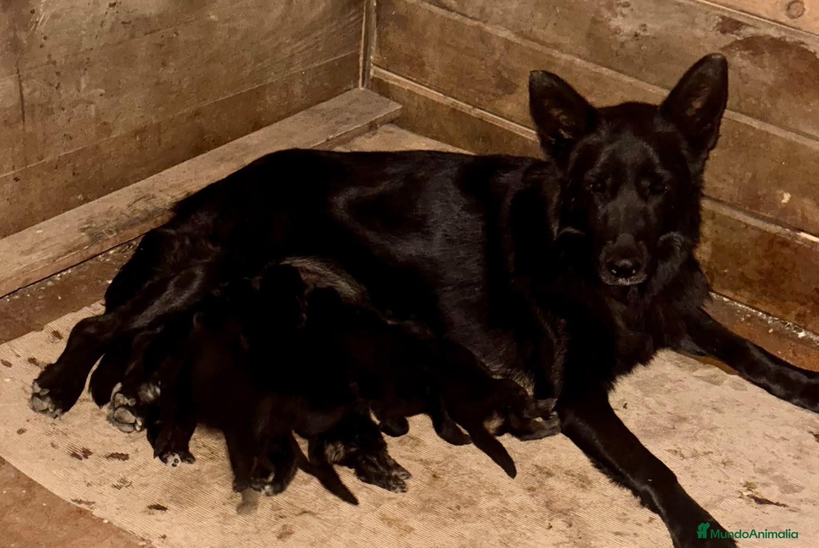 Pastor Alemán perros pastor alemán belleza negro sólido  - Anuncio 1