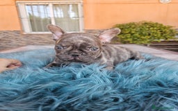 Bulldog Francés perros en venta: Bulldog francés cocoa brindle - Imagen 3