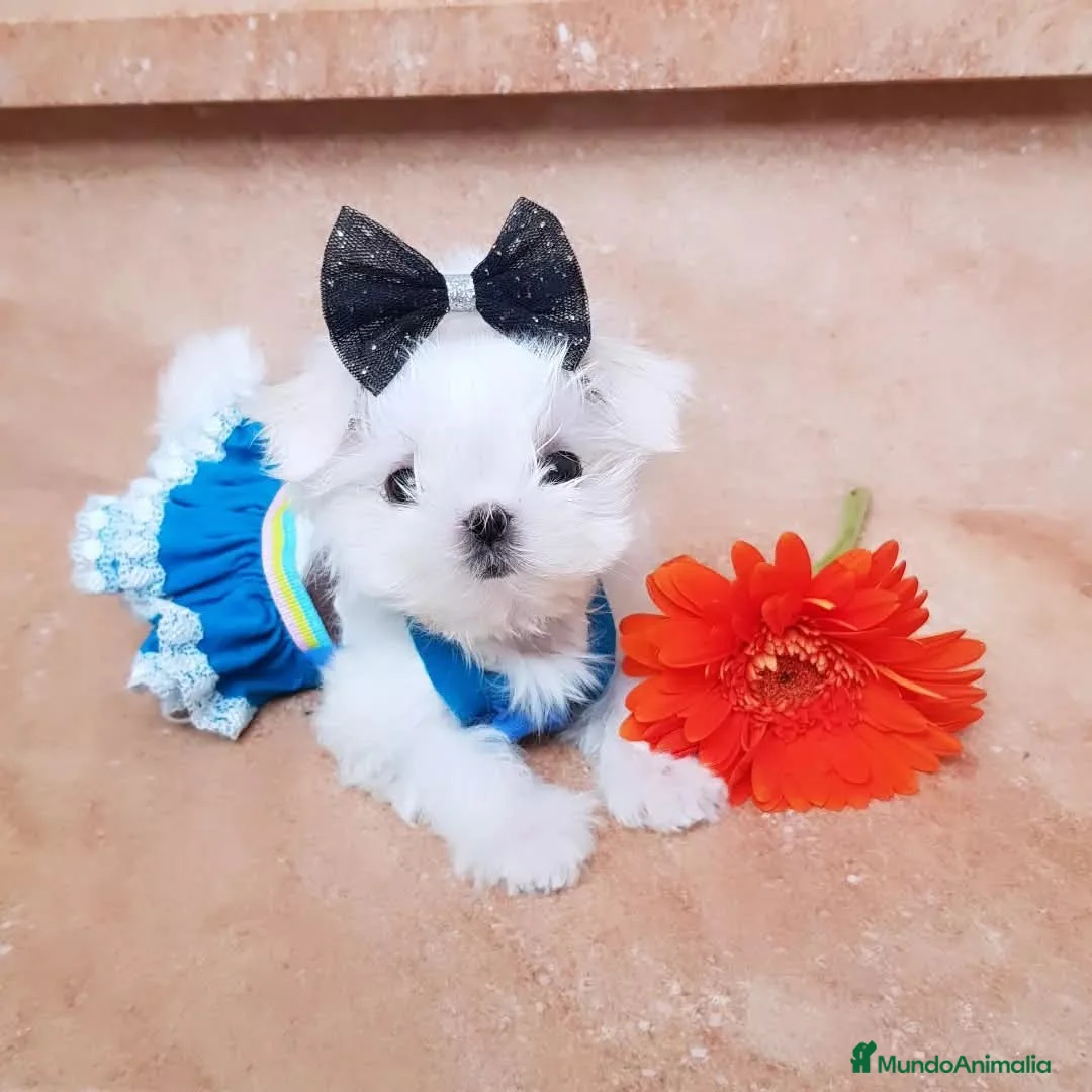 Bichón Maltés perros en venta: Maltés Micro Coreano – Macho en Venta - Anuncio 1