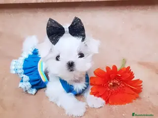Bichón Maltés perros Maltés Micro Coreano – Macho en Venta - Anuncio 1