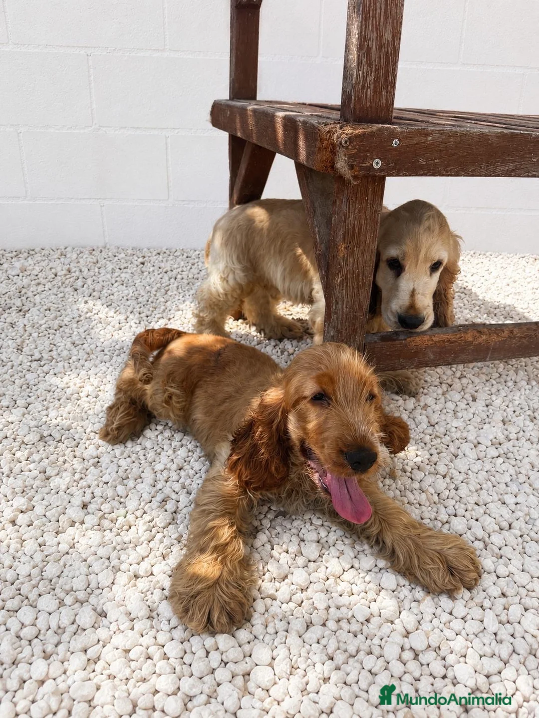 Cocker Spaniel Inglés perros en venta: Cocker Spaniel inglés en Caraby  - Anuncio 2