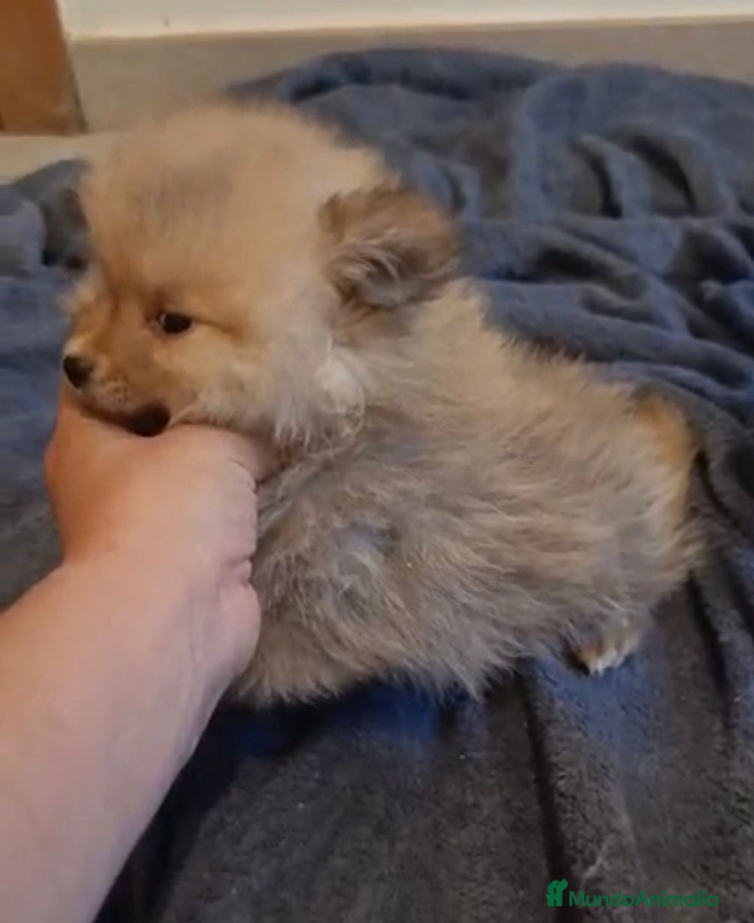 Pomerania perros en venta: Lulu pomerania toy osito - Imagen 6