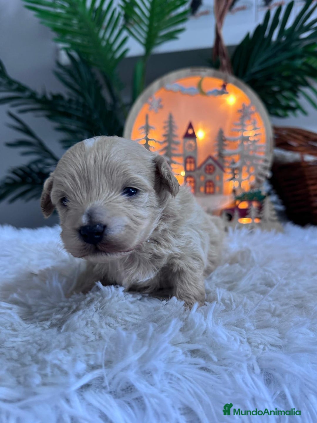 Maltipoo perros en venta: MALTIPOO  - Anuncio 9