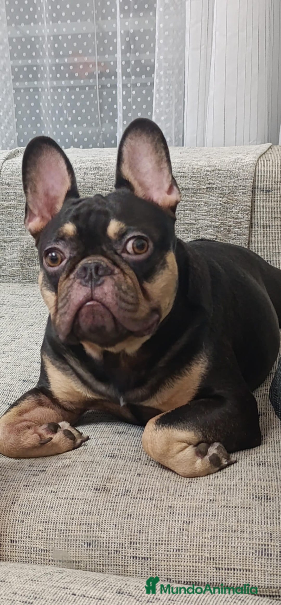 Bulldog Francés perros en venta: Hembra de Bulldog francés última!!! - Imagen 3