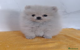 Pomerania perros en venta: Lulus Pomeranias rusos  - Imagen 2